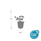 Fusain rampant Dart's Blanket en godet - Euonymus fortunei - H 10-25 cm, pot Ø9 cm - photo 3