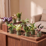 Baby plantes surprise avec cache-pots Linnea vert olive - lot de 3 à 12 mini plantes - pot Ø6 cm - photo 3