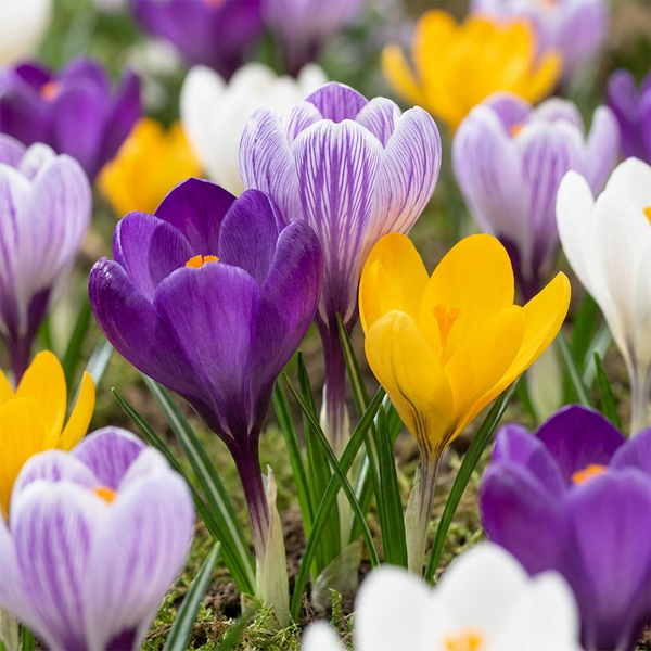 Crocus à grandes fleurs en mélange