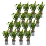 Kit haie Buis commun - H 20-25 cm, pot Ø9 cm