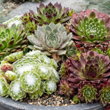 Joubarbe Big Sam - H 10-12 cm, pot Ø7 cm