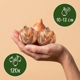 Mélange de bulbes pour sol frais