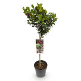 Green boutiQ - Gartenpflanze - Ilex meserveae Blue Maid - Stamm auf Pflanze - Terrassenpflanze - Laubabwerfend - Pflegeleicht - Topf 19cm Höhe 90cm