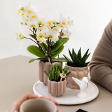 Kolibri Orchids | Geschenkset Slow Living | Grüne Pflanzen mit weißen Phalaenopsis Orchideen Lausanne in beigefarbenen Keramikübertöpfen auf weißem Tablett
