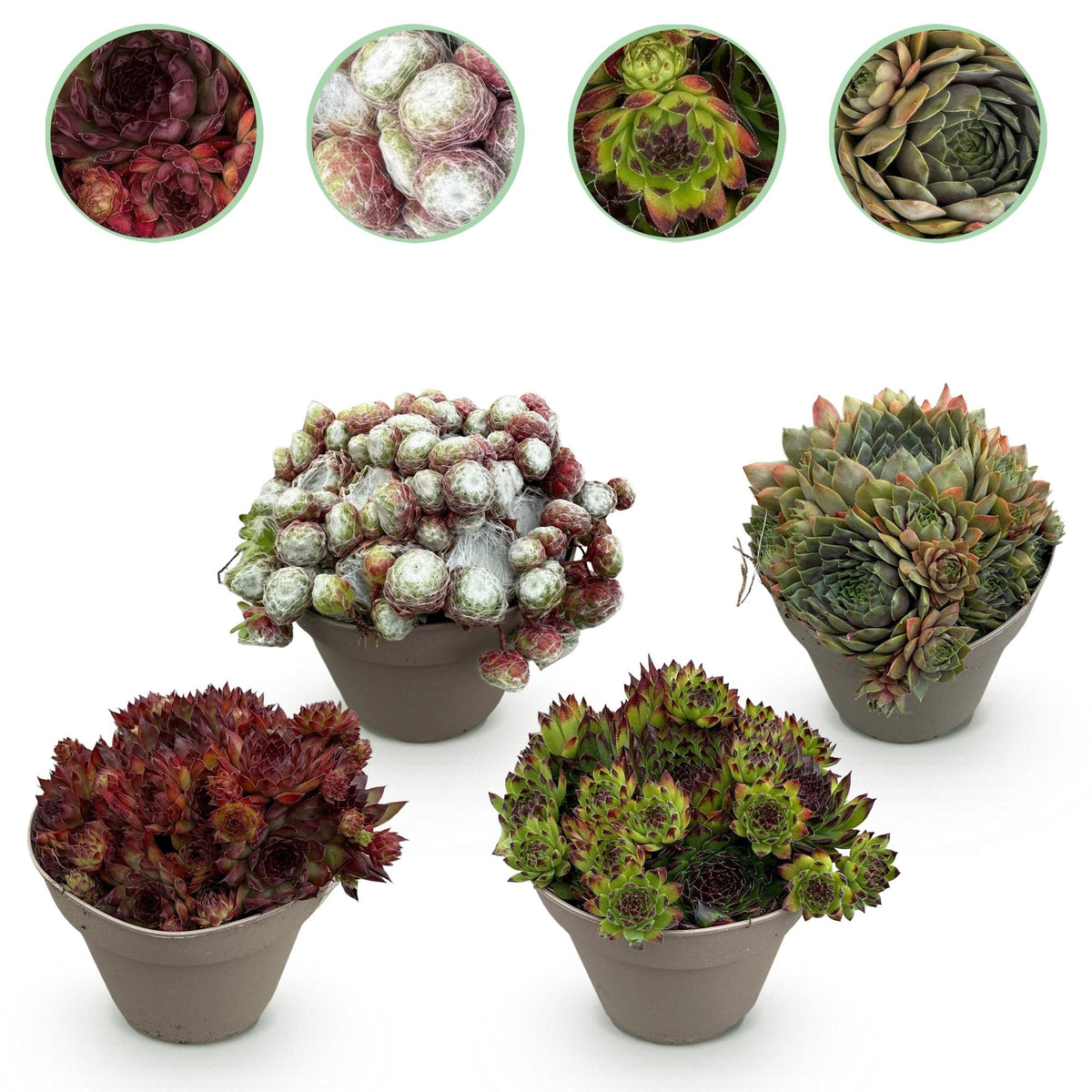 Green boutiQ - Bodendecker - Winterhart - Sempervivum Big Sam - 4 Pflanzen - Verschiedene Farben - Pflegeleicht - Topf 14 Höhe 17