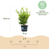 Green boutiQ - Buxus-Hecke - BetterBuxus Babylon Beauty - Resistent gegen Buchsbaumkrankheiten - 4 Pflanzen - 1 lfm - Topf 19 cm Höhe 50-55