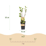 Cassissier Titania - Ribes nigrum - 2 plants - H 50 cm, pot Ø15 cm