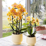 Orchidée Phalaenopsis orange et rose Niagara Fall Sunny Bunny