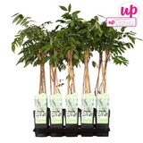 Wisteria floribunda Alba - Weiße Glyzinie - Ø15cm - ↕65cm