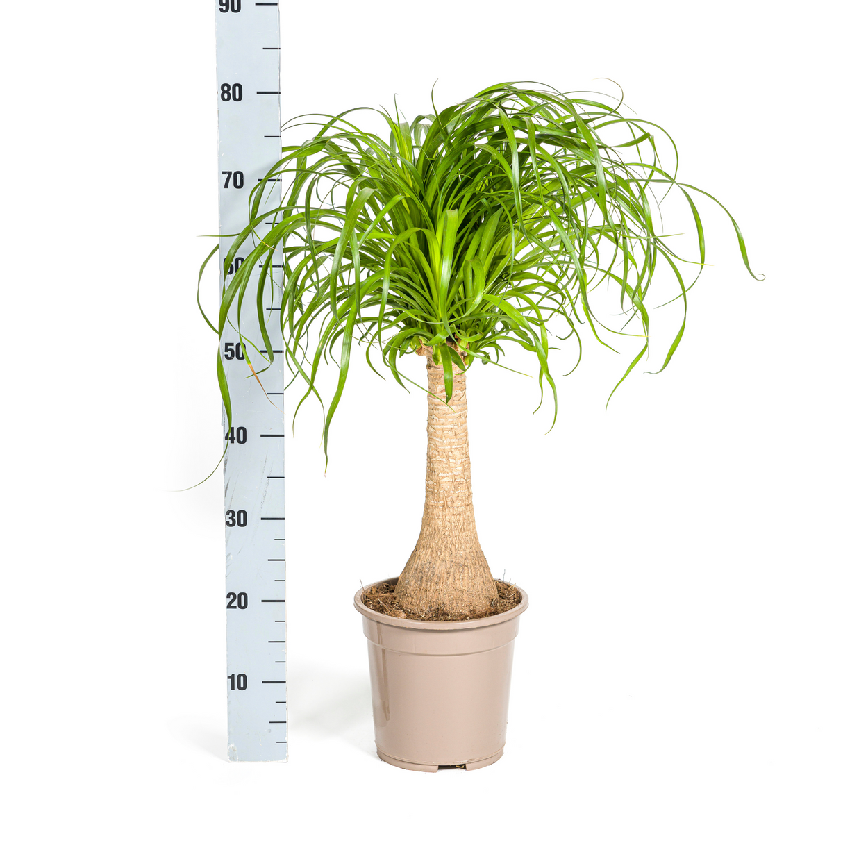 Beaucarnea Recurvata Stamm mit Korb Ø21cm - ↕60 - 80cm