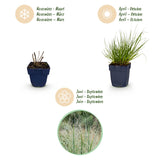 Panicum Northwind - H 15-25 cm, pot Ø11 cm