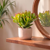 Arbre de jade - Crassula ovata - H 16 cm, pot Ø12 cm - photo 3