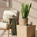 Green BoutiQ - Green is... Zimmerpflanzen - Sansevieria Laurentii - Bogenhanf - Pflegeleicht - Grün - 1 Pflanze - Topf 21cm - Höhe 70-80cm