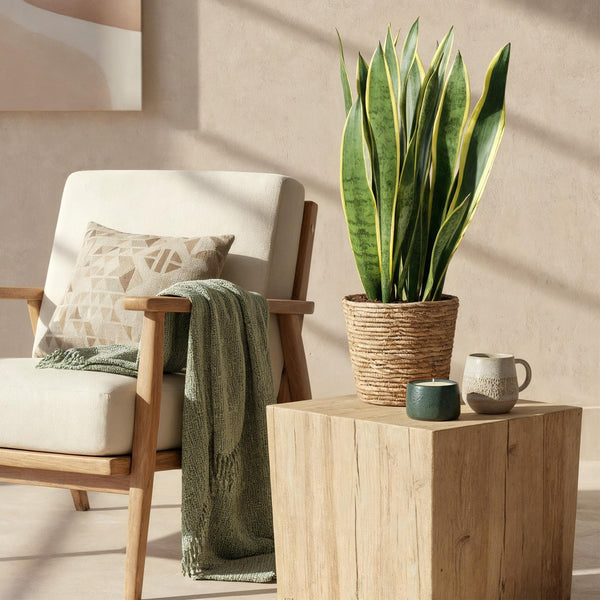 Green BoutiQ - Green is... Zimmerpflanzen - Sansevieria Laurentii - Bogenhanf - Pflegeleicht - Grün - 1 Pflanze - Topf 21cm - Höhe 70-80cm