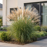 Eulalie Gracillimus - Miscanthus sinensis - H 15-25 cm, pot Ø11 cm - photo 6