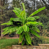 Green boutiQ - Fruitpflanze - Japanische Faserbanane - Musa Basjoo - Winterhart - 2 Pflanzen - Topf 15cm Höhe 50cm