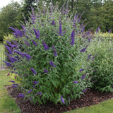 Green boutiQ - Gartenpflanze - Buddleja davidii Empire Blue - Sommerflieder - Winterhart - Blau - 3 Pflanzen - Topf 17cm - Höhe 45cm