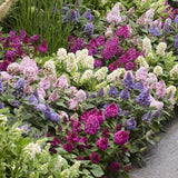 Green boutiQ - Gartenpflanze - Buddleja davidii Butterfly Candy Little Ruby - Schmetterlingsflieder - Kompakt - Rot - 1 Pflanze - Topf 12cm - Höhe 20-25cm