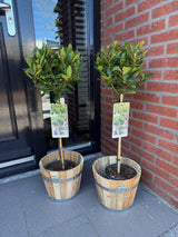 Green boutiQ - Gartenpflanze - Laurus nobilis - Stammbaum - Terrassenpflanze - Immergrün - Pflegeleicht - Topf 19cm Höhe 90cm