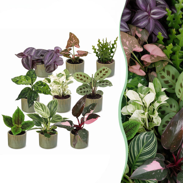 Baby plantes surprise avec cache-pots Linnea vert olive - lot de 3 à 12 mini plantes - pot Ø6 cm