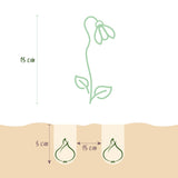 Green boutiQ - Blumenzwiebeln - Galanthus Elwesii - Farbe Weiß - 25 Stück - Zwiebelgröße 5/6 - XXL Pack