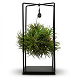 Tillandsie Luftpflanze in Deko - Ø 14 cm - Höhe: 37 cm
