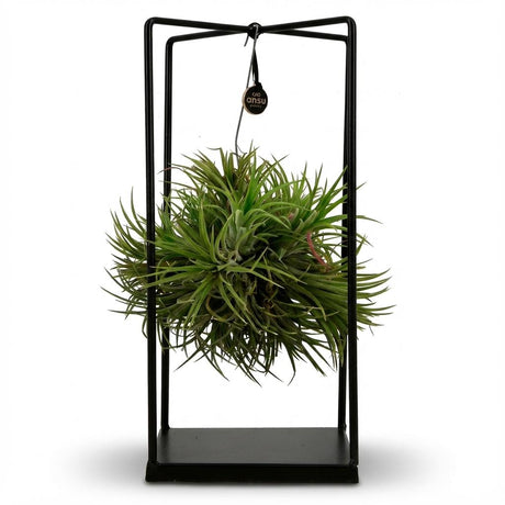 Tillandsie Luftpflanze in Deko - Ø 14 cm - Höhe: 37 cm