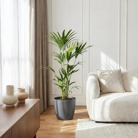Green boutiQ - Zimmerpflanze - Howea Forsteriana - Kentia-Palme - Wenig Pflege - Grün - 1 Pflanze - mit Korb - Topf 19cm - Höhe 80-85cm