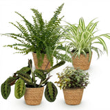 Green boutiQ - Zimmerpflanze - Grünlilie - Maranta - Kallisie - Schwertfarn - 4er-Mix - Haustierfreundliche Pflanzen - Grün - 4 Pflanzen - mit Korb - Topf 12cm - Höhe 25cm