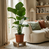 Green boutiQ - Zimmerpflanze - Paradiesvogelblume - Strelitzia Nicolai - Grün - Pflegeleicht - 1 Pflanze - Topf 19cm - Höhe 80 - 90cm