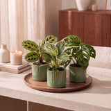 Baby plantes surprise avec cache-pots Linnea olive - lot de 3 mini plantes tropicales