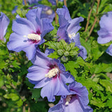 Green boutiQ - Gartenpflanze - Hibiscus syriacus Oiseau Bleu - Gartenhibiskus - Winterhart - Blau - 3 Pflanzen - Topf 17cm - Höhe 45cm