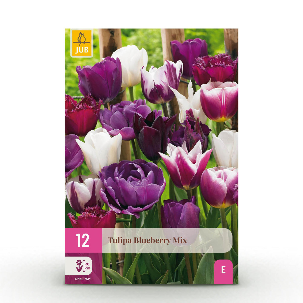 Green boutiQ - Blumenzwiebeln - Tulpen Blueberry Mix - Verschiedene Farben - 12 Stück - Zwiebelgröße 11/12 - XXL Pack