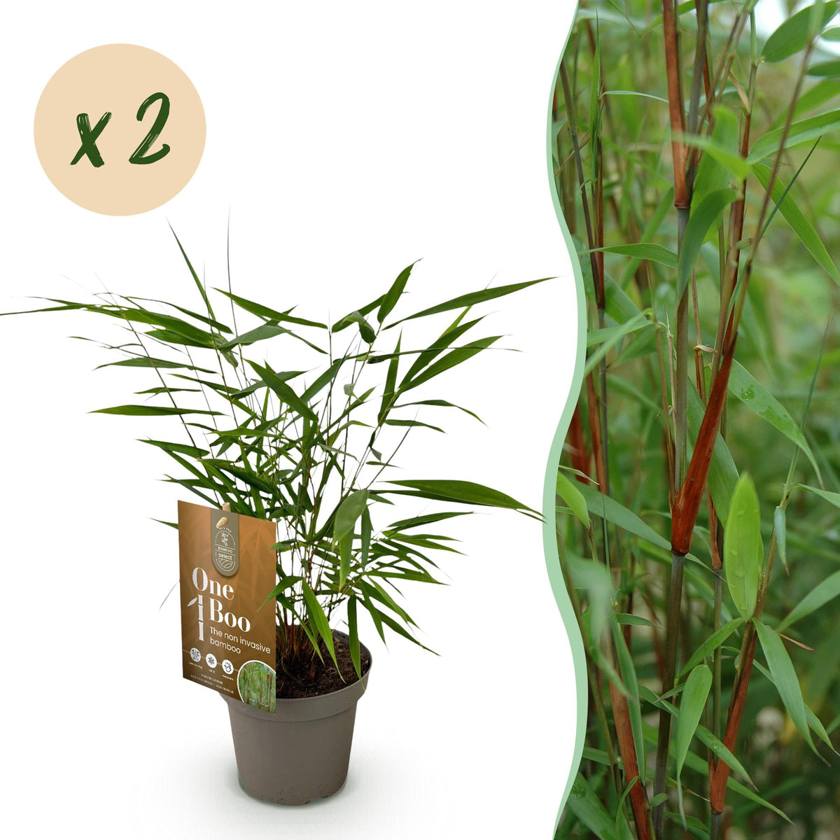 Bambou Fargesia Asian Wonder - Fargesia scabrida - H 35 cm, pot Ø14 cm - photo 12