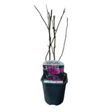 Green boutiQ - Sträucher - Magnolie Susan - Blüten dunkelrosa - 1 Pflanze - laubabwerfend - pflegeleicht - Topf 17cm Höhe 45cm