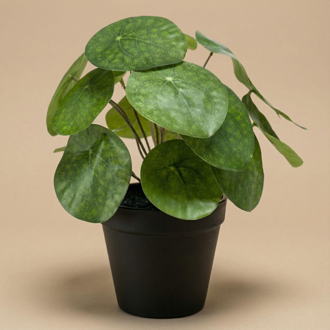 Künstliche Pilea H25cm inkl. Topf