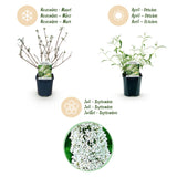 Green boutiQ - Gartenpflanze - Buddleja davidii White Profusion - Schmetterlingsflieder - Winterhart - Weiß - 3 Pflanzen - Topf 17cm - Höhe 45cm
