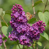 Green boutiQ - Gartenpflanze - Syringa vulgaris Ludwig Spath - Gemeiner Flieder - Winterhart - Violett - 1 Pflanze - Topf 17cm - Höhe 45cm