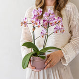 Orchidée Phalaenopsis rose-violet Mineral Frederikstad et succulente - coffret Allure violet