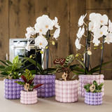 Kolibri Orchids | Pflanzenset Poppy Lila | Weiße Lausanne Orchidee 12 cm + grüne Pflanze 9 cm inkl. Ziertöpfe – frisch vom Züchter