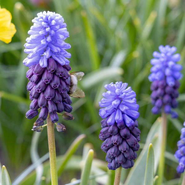 Muscari à larges feuilles