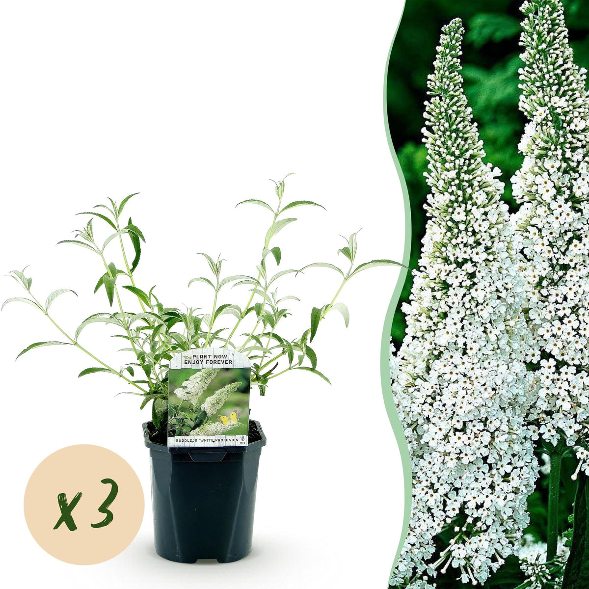 Green boutiQ - Gartenpflanze - Buddleja davidii White Profusion - Schmetterlingsflieder - Winterhart - Weiß - 3 Pflanzen - Topf 17cm - Höhe 45cm