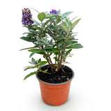 Green boutiQ - Gartenpflanze - Buddleja davidii Butterfly Candy Little Lila - Schmetterlingsflieder - Kompakt - Lila - 1 Pflanze - Topf 12cm - Höhe 20-25cm
