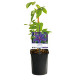 Green boutiQ - Kletterpflanze - Clematis Mrs. N. Thompson - Blüte Rosa - Pflegeleicht - 2 Pflanzen - Topf 11cm Höhe 40cm