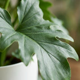 Green boutiQ - Zimmerpflanze - Philodendron - Philodendron Lickety Split - Grün - Pflegeleicht - 1 Pflanze - mit weißem Übertopf - Topf 19cm - Höhe 70cm