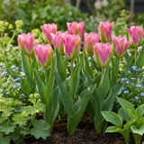 Tulipe Striped Crown en mélange