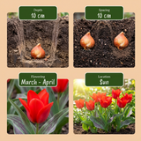 Tulipe de Greig rouge