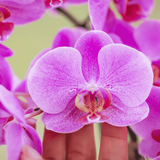 Orchidée Phalaenopsis rose-violet Mineral Frederikstad et 2 succulentes - coffret Desert Summer violet - pot Ø9 cm