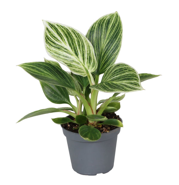 Mini Philodendron White Measure - Philodendron à rayures blanches - H 10 cm, pot Ø6 cm