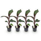 Green boutiQ - Fruitplant - Bananenpflanze - Ensete ventricosum Maurelli - Winterhart - 4 Pflanzen - Topf 17cm Höhe 40cm